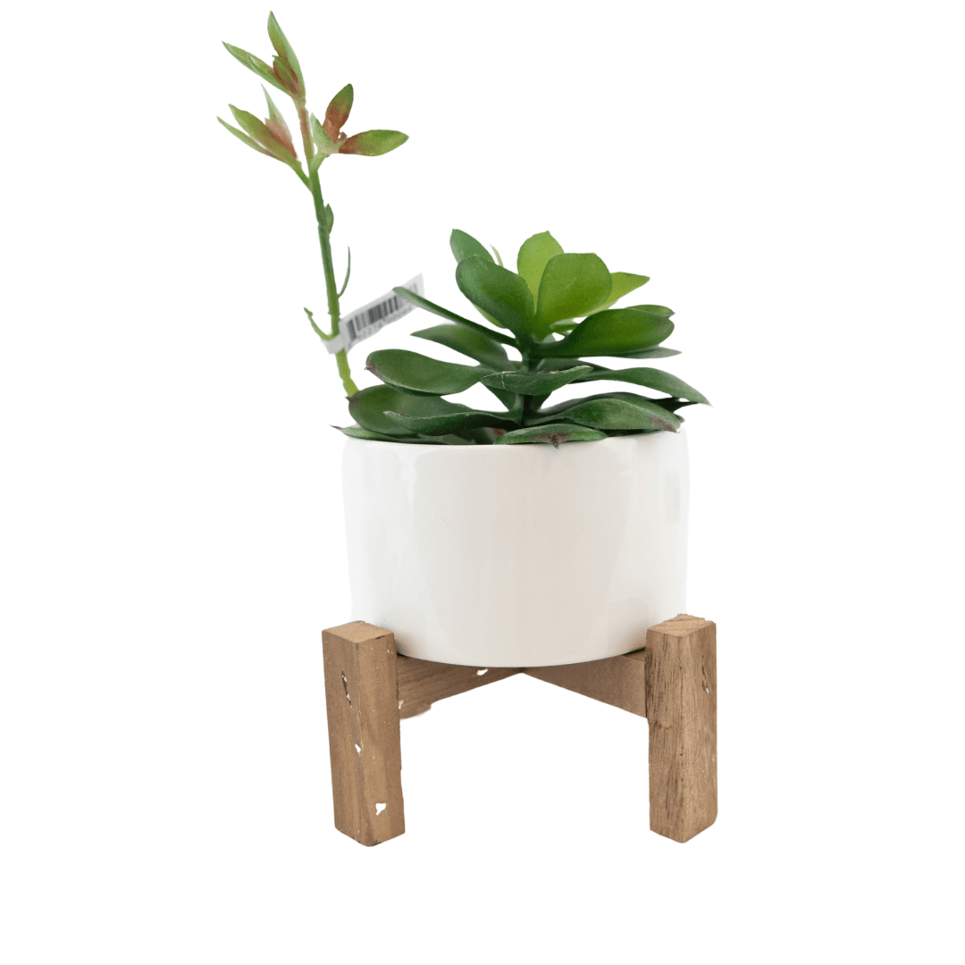 Nature's Mark Succulent with Branch In White Planter with Wood Stand, 2.5" x 5"